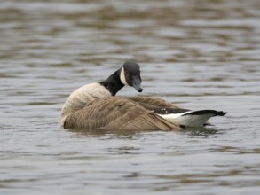 A Canada goose bathing A Canada goose, Ãœmminger See, Bochum, North Rhine-Westphalia, Germany