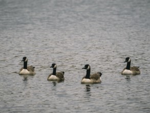 Canada Geese, Ãœmminger See, Bochum, North Rhine-Westphalia, Germany