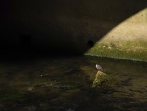 A dipper sits in a stream, HÃ¶nnetal, Sauerland, North Rhine-Westphalia, Germany