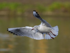 A black-headed gull in flight, North Rhine-Westphalia, Germany
