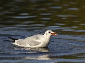 A black-headed gull with prey fish in its beak, North Rhine-Westphalia, Germany