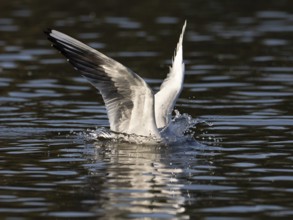A black-headed gull dives into water, North Rhine-Westphalia, Germany