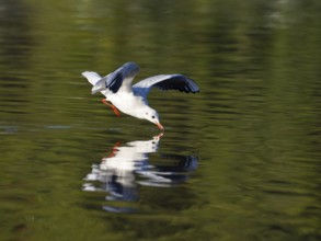 A black-headed gull just in front of diving into water, North Rhine-Westphalia, Germany