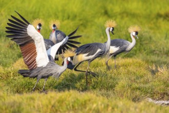 Crowned Crane (Balearica regulorum) courtship behavier South Luangwa NP Zambia August