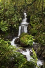 Ketetahi Falls waterfall in the forest, with rocks and ferns. Tongariro National Park, North