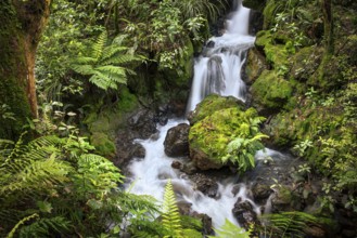 Ketetahi Falls waterfall in the forest, with rocks and ferns. Tongariro National Park, North