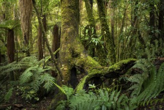 Forest with trees and ferns near Lake Rotopounamu. Waikato Region, North Island, New Zealand