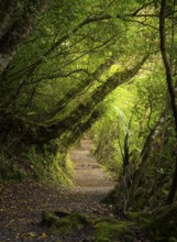 Hiking trail in the forest near Lake Rotopounamu. Waikato Region, North Island, New Zealand