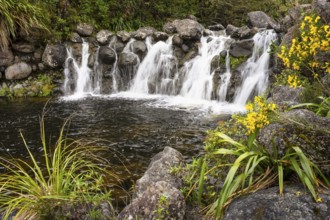 Waterfall at Whakapananui Stream. Yellow broom on the edge. Tongariro National Park, North Island,
