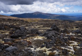 Volcanic landscape along Bruce Road. Different colored braids on rocks. In the back, Mount