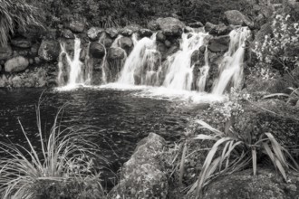 Waterfall at Whakapananui Stream. Broom on the edge. Tongariro National Park, North Island, New