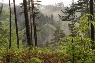 Fog in the forest of Bohemian Switzerland National Park near HÅ™ensko, Czech Republic