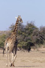 South African giraffe (Giraffa camelopardalis giraffa), adult male, walking in the dry Auob