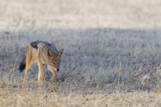 Black-backed jackal (Lupulella mesomelas), walking in the dry grass, savanna, Kgalagadi