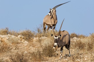 Gemsboks (Oryx gazella), two adults on a rocky ridge, one looking around, the other going down the