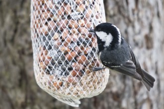 Fir tit (Periparus ater) at the feeder, North Rhine-Westphalia, Germany