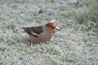 Hawfinch (Coccothraustes coccothraustes) searching for food in winter, North Rhine-Westphalia,