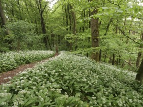 Flowering wild garlic (Allium ursinum), Teutoburg Forest, North Rhine-Westphalia, Germany