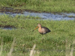 Black-tailed godwit (Limosa limosa) foraging, Lake DÃ¼mmer, Lower Saxony, Germany