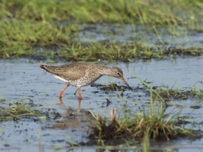 Redshank (Tringa totanus) foraging, North Rhine-Westphalia, Germany