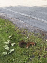 Squirrel (Sciurus vulgaris) dead squirrel on the roadside, North Rhine-Westphalia, Germany
