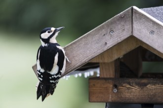 Great spotted woodpecker (Dendrocopos major), at the feeder, North Rhine-Westphalia, Germany