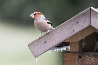 Hawfinch (Coccothraustes coccothraustes) looking for food at a feeder, North Rhine-Westphalia,