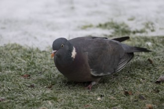 Wood pigeon (Columba palumbus), foraging in winter, North Rhine-Westphalia, Germany