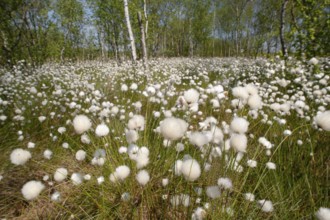 Cotton grass (Eriophorum vaginatum) in a moor, Lower Saxony, Germany