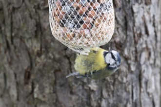 Blue tit (Cyanistes caeruleus), at the feeder, North Rhine-Westphalia, Germany
