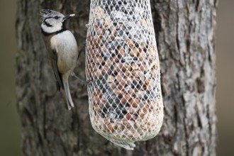 Crested Tit (Parus Scalloped ribbonfish), at the feeder, North Rhine-Westphalia, Germany