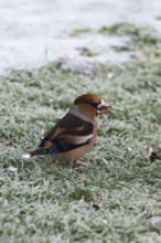 Hawfinch (Coccothraustes coccothraustes) searching for food in winter, North Rhine-Westphalia,