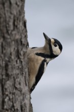 Great spotted woodpecker (Dendrocopos major), on the trunk of a fruit tree, North Rhine-Westphalia,