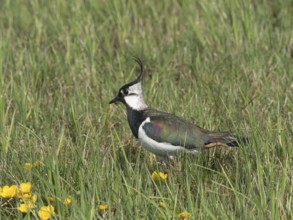 Lapwing (Vanellus vanellus) foraging in a meadow, North Rhine-Westphalia, Germany