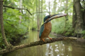 Kingfisher (Alcedo atthis) on a perch by a stream with a fish it has just caught, North