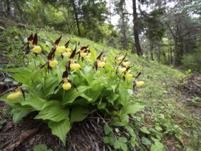 Group Yellow lady's slipper orchid (Cypripedium calceolus), Teutoburg Forest, North