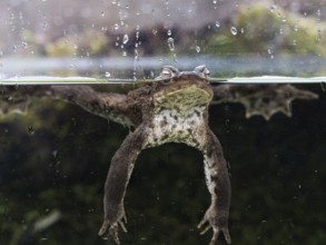 Toad (Bufo bufo) in a water basin, North Rhine-Westphalia, Germany