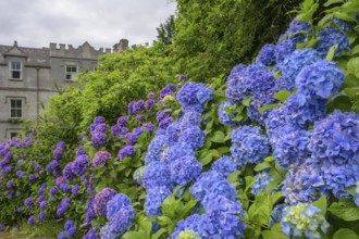 Hydrangeas at Ballynahinch castle (hotel), Bencorr, County Galway, Ireland
