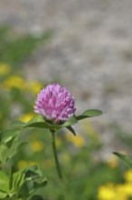 Meadow clover, red clover (Trifolium pratense), flower in a meadow, medicinal herb, Wilnsdorf,