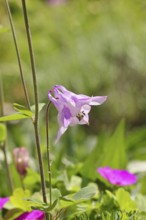 Columbine (Aquilegia vulgaris), pink flower at the edge of a forest, in spring, Wilnsdorf, North