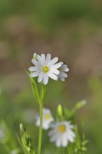 Greater stitchwort (Stella holostea), flowering in the forest, close-up, spring, Wilnsdorf, North