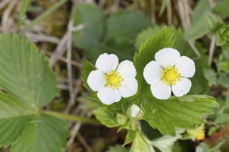 Wild strawberry (Fragaria vesca), in bloom, wild strawberry flower, two open white flowers next to