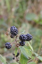 Blackberries (Rubus fruticosus), ripe fruit on a bush in a forest, Wilnsdorf, North