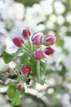 Apple blossoms (Malus), red still closed blossoms, bokeh in the background, close-up, Wilnsdorf,