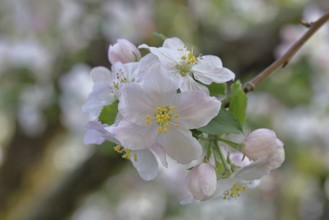 Apple blossoms (Malus), white blossoms with bokeh in the background, close-up, spring, Wilnsdorf,