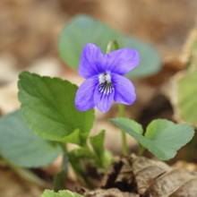 Grove violet (Viola riviniana), flower, in a beech forest, spring, Wilnsdorf, North