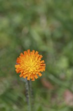 Orange hawkweed, orange-red hawkweed (Hieracium aurantiacum), flower on a rough meadow, Wilnsdorf,