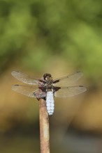 Flat-bellied dragonfly (Libellula depressa), family of damselflies (Libellulidae), male sitting on