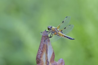 Four-spot (Libellula quadrimaculata), family of dragonflies (Libellulidae), male sitting on a fence