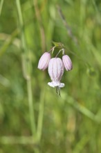 Pigeon's bedstraw or common bedstraw (Silene vulgaris), flower, Wilnsdorf, North Rhine-Westphalia,